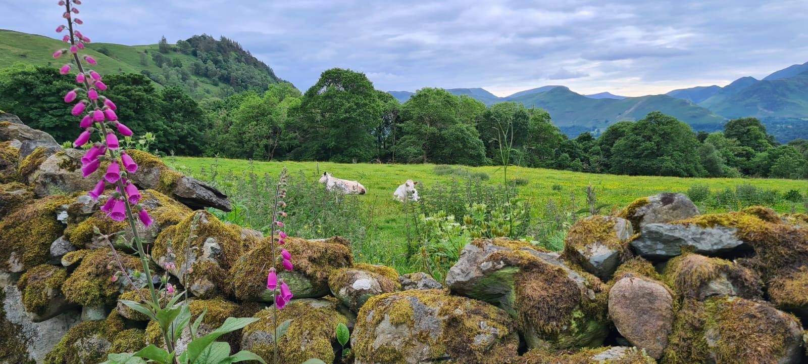 A Lake District scene - Herdwick sheep graze in the field beyond the dry stone wall