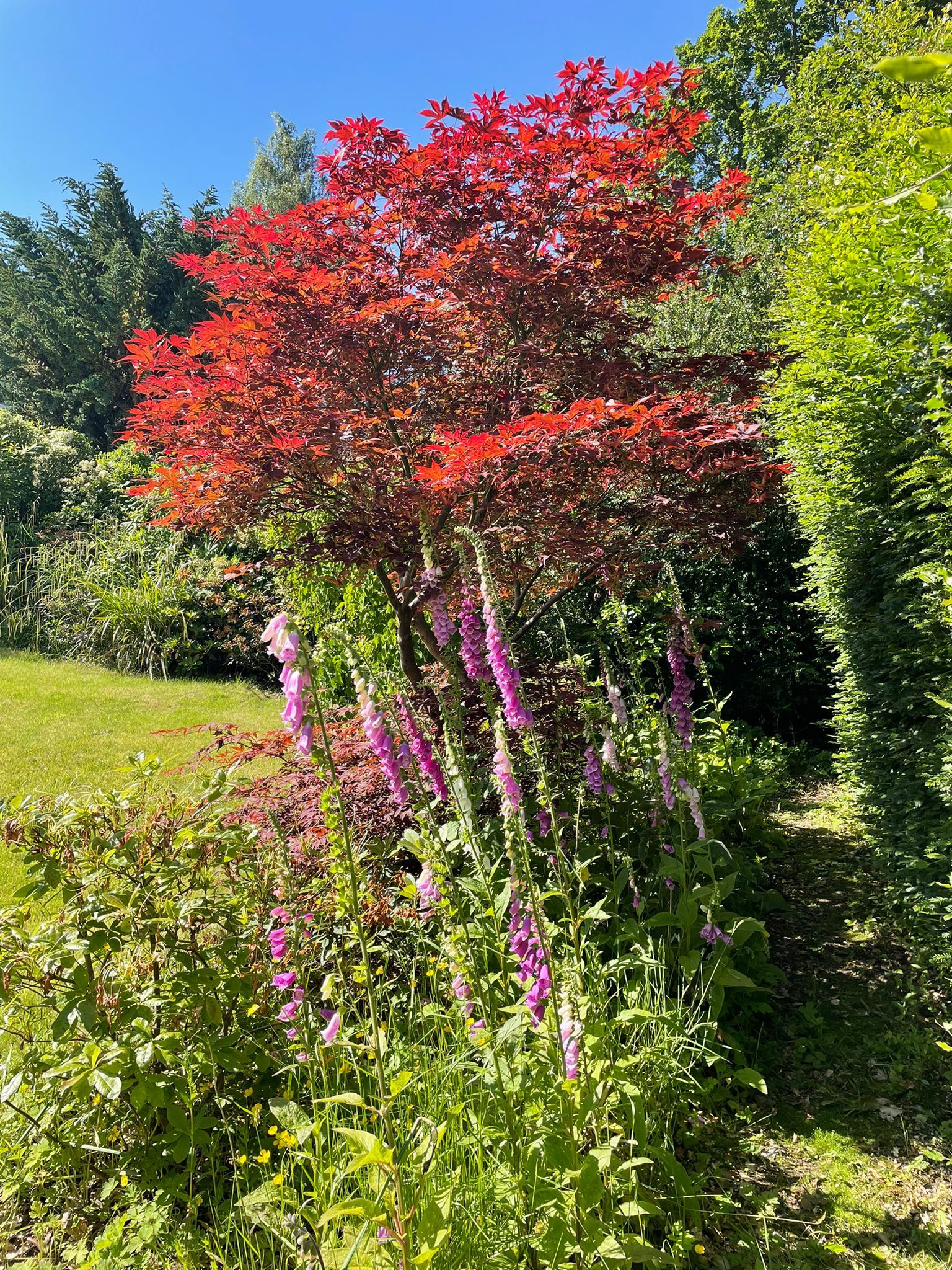 You'll find beautiful plants and flowers in the mature garden